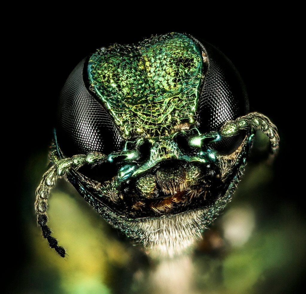 Emerald ash borers are an incredibly destructive, invasive pest that preys exclusively on ash trees. Currently, 24 Texas counties are infested with EAB.