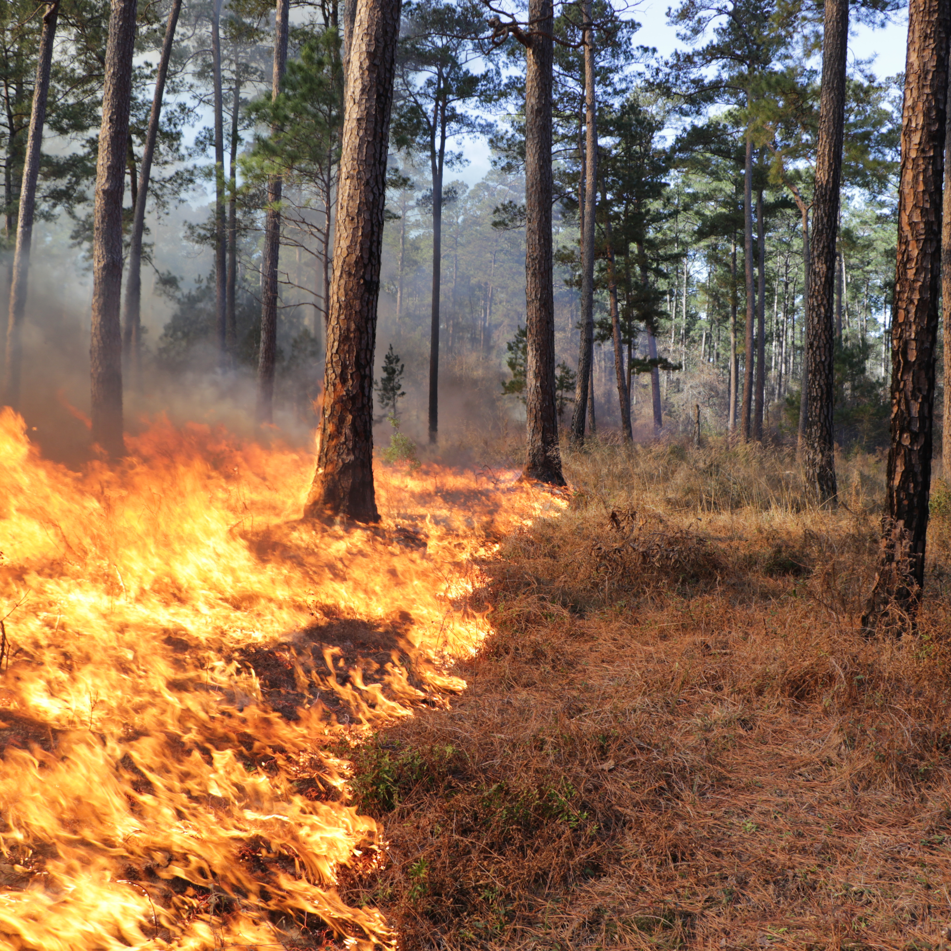 Texas A&M Forest Service awarded over $951,000 to 168 landowners to conduct prescribed fires this year. This funding will treat 35,138 acres. Prescribed fire is a strategic land management tool that uses low-intensity fire on a specific area of land to achieve set goals.