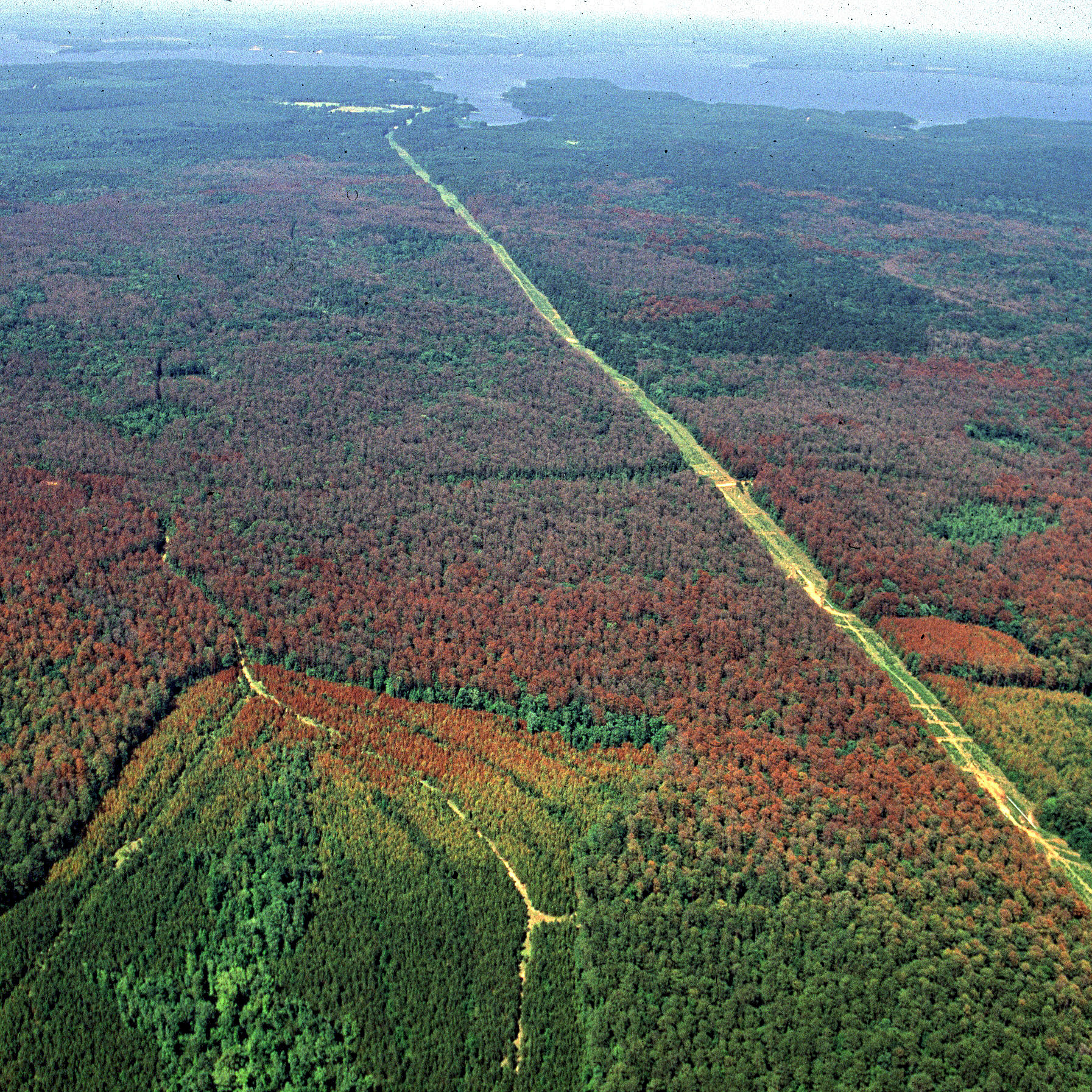 Texas A&M Forest Service is offering landowners financial and technical assistance through the Southern Pine Beetle cost-share program.