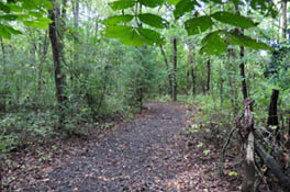 Ruth Bowling Nichols Arboretum path