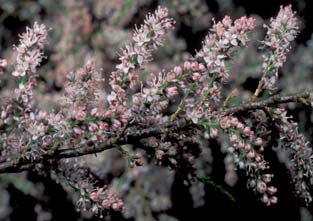 Salt Cedar