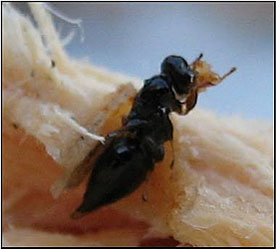 Chalcid Wasp found in dying Afghan pine in the El Paso, TX area