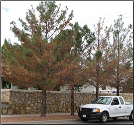Dying Afghan Pine in the El Paso, TX area