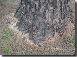 Reddish boring dust that collects in bark crevices and at the base of a pine tree indicates attack by pine engraver beetles. This dust is often an early symptom of attack. In addition, all the needles