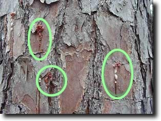 Pitch tubes often form on the bark of a pine tree where Ips engraver beetles have attacked the  tree. Notice the reddish color of the pitch tubes and that the attacks tend to be on the bark plates rat