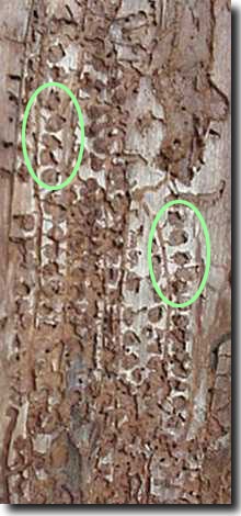 The circular areas in the bark (indicated by the green ovals) are where the larvae pupated before emerging as adult beetles