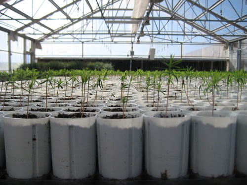 T3 - West Texas Nursery Greenhouse Seedlings
