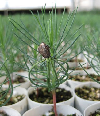 T3 - Pine Seedling