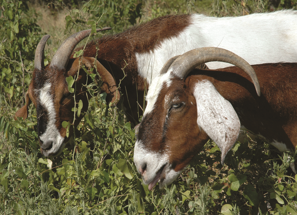 Goats grazing and reducing vegetation