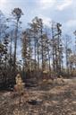 StormTree_Landowners