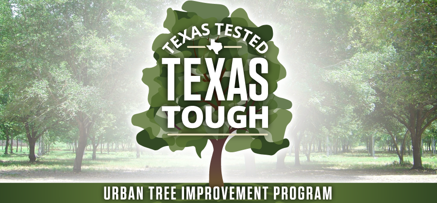 Tree improvement header Tree improvement header