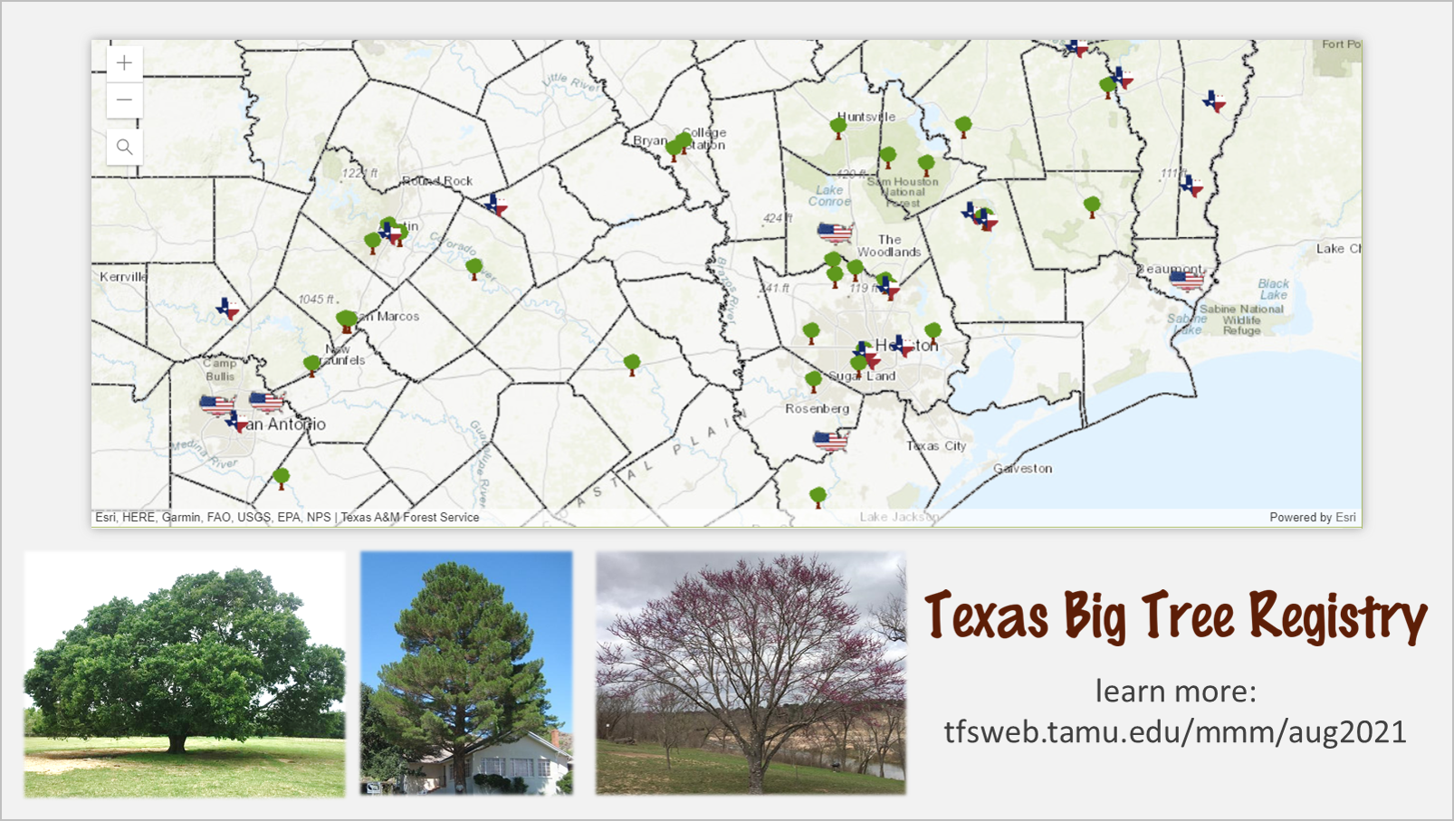 Big Tree Registry Aug 2021 Big Tree Registry