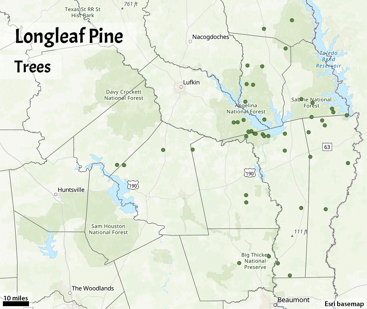 Longleaf pine trees and seedlings Longleaf pine trees and seedlings