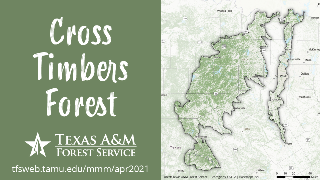Cross Timbers Forest