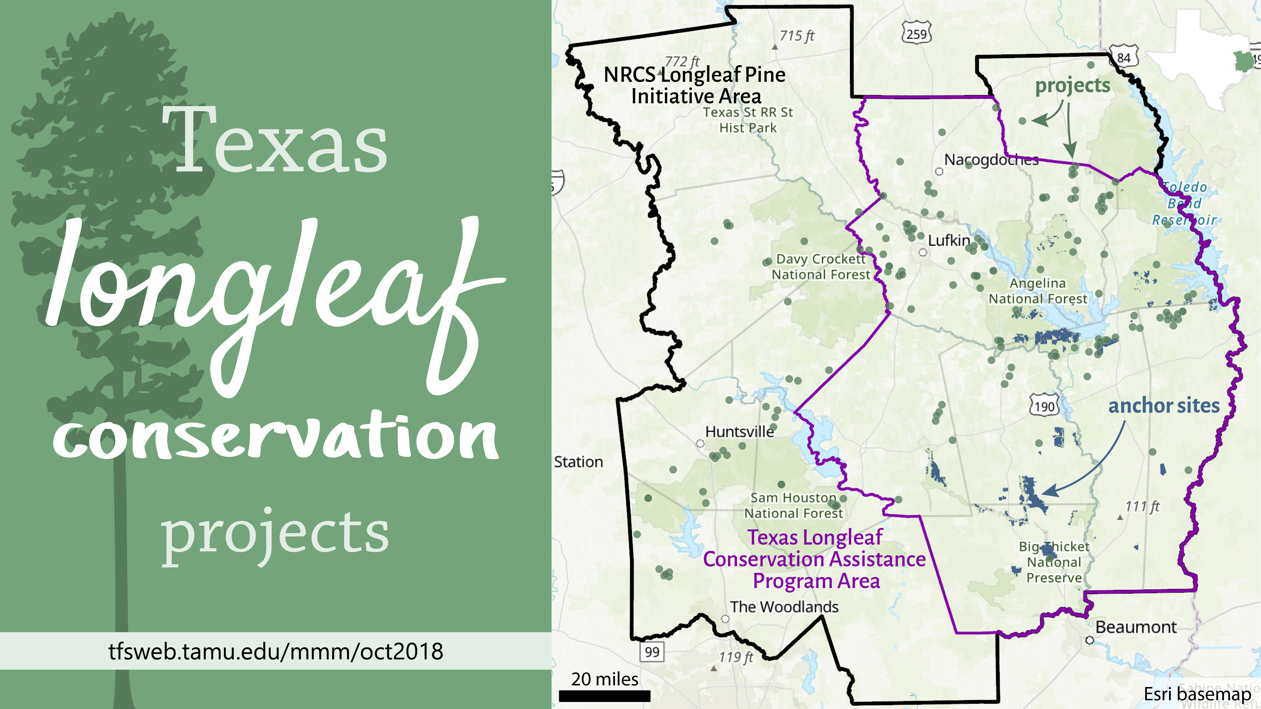 Longleaf Pine Conservation Projects