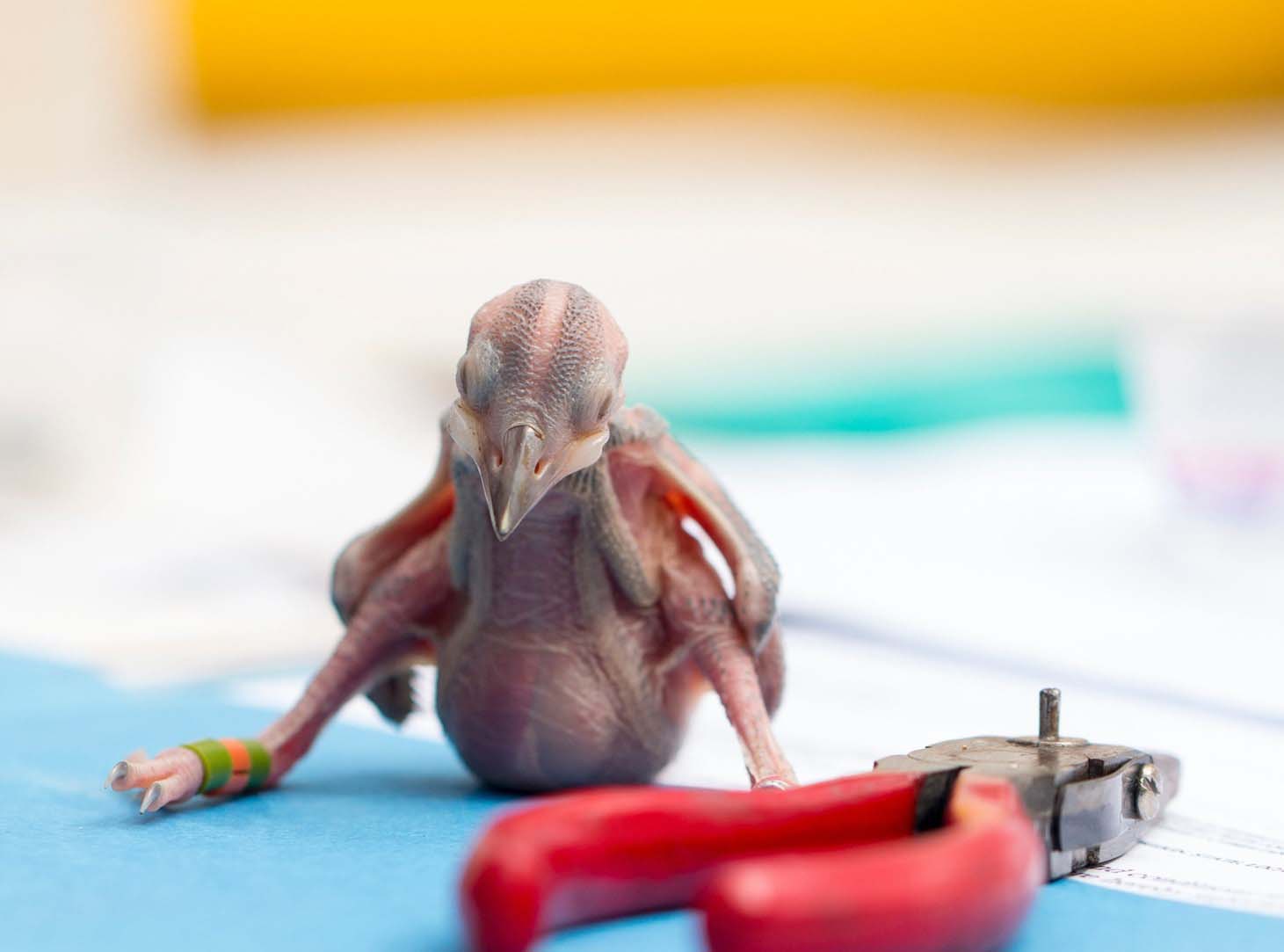 RCW - banded baby