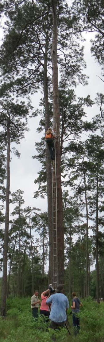 RCW - ladder