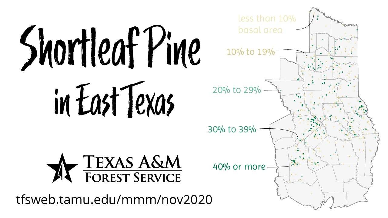 Shortleaf Pine Basal Area, 2019
