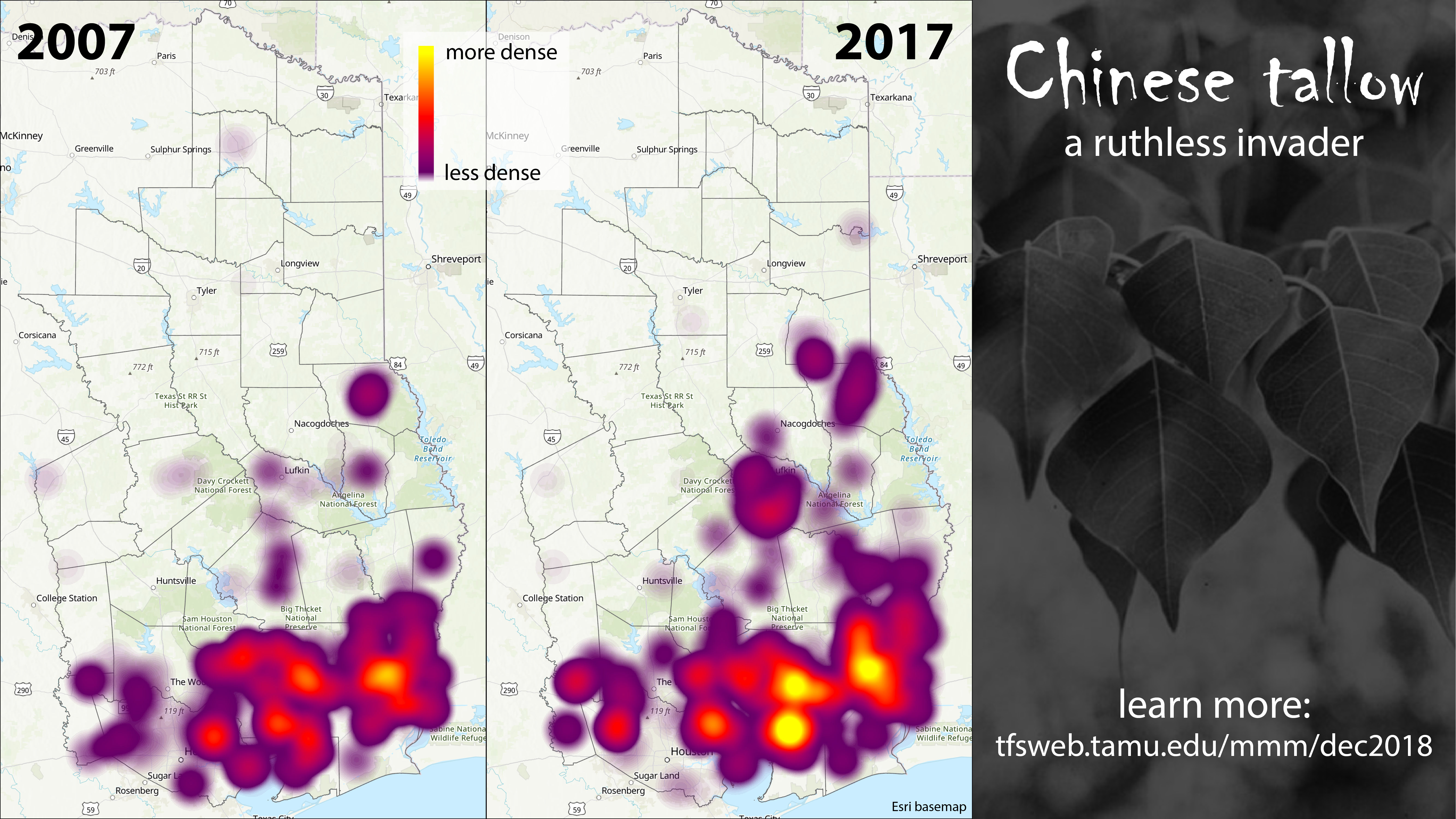 Chinese Tallow: A Ruthless Invader Chinese Tallow: A Ruthless Invader