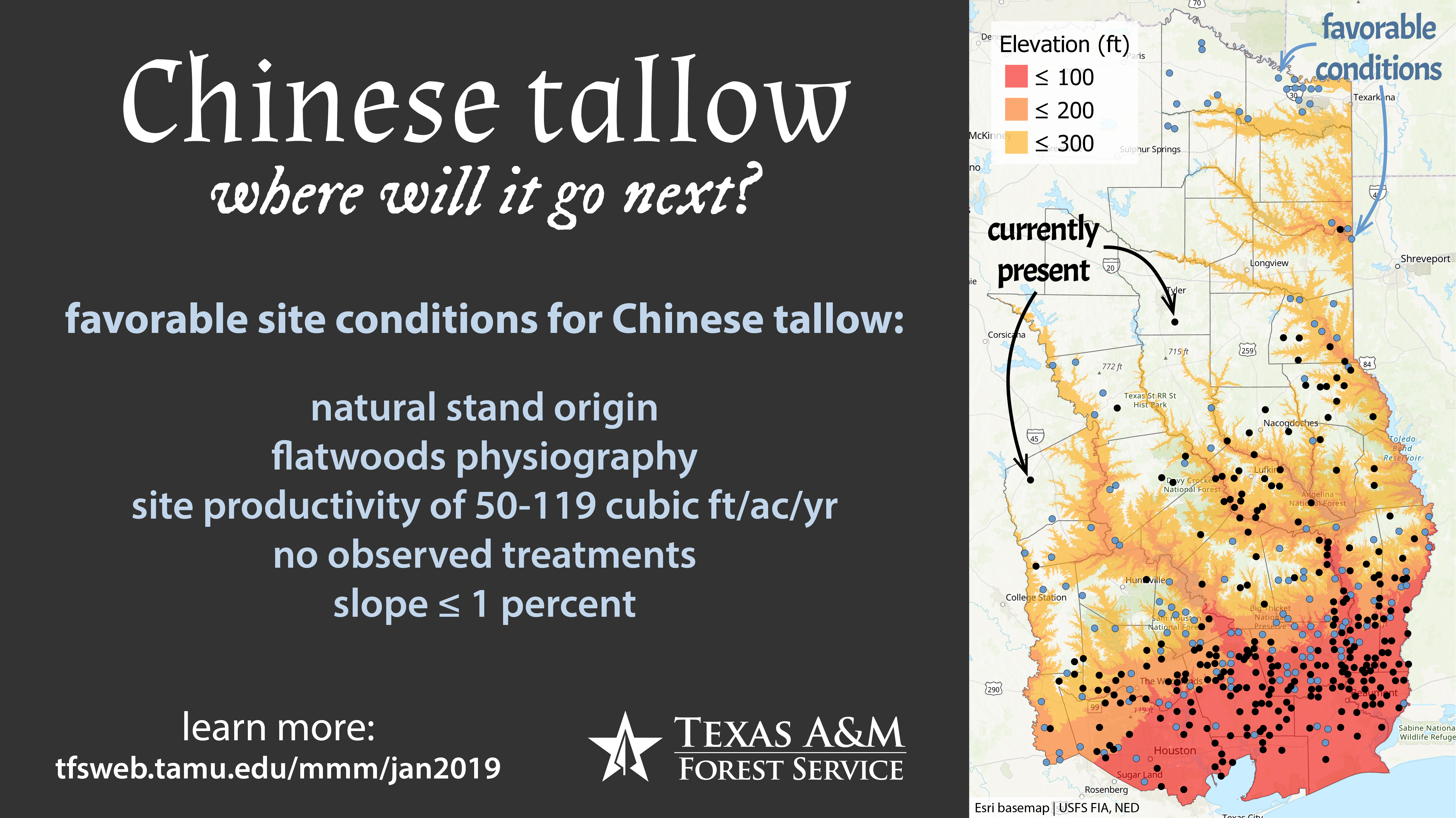 Chinese Tallow: Where Will It Go Next? Chinese Tallow: Where Will It Go Next?
