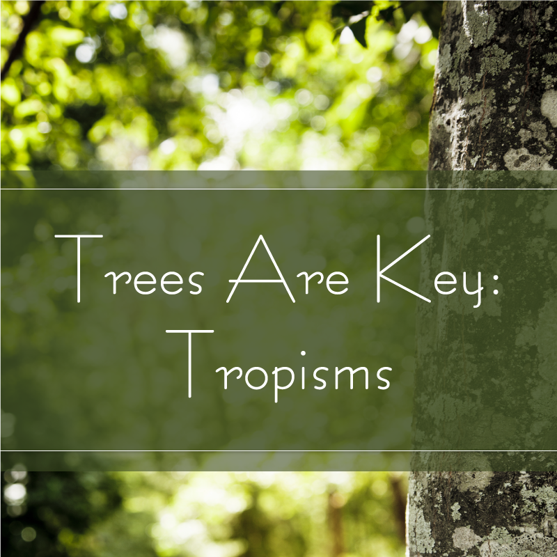 tropisms are key