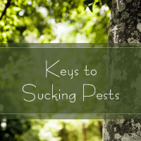 Trees are Key title Slide Keys to Sucking Pests