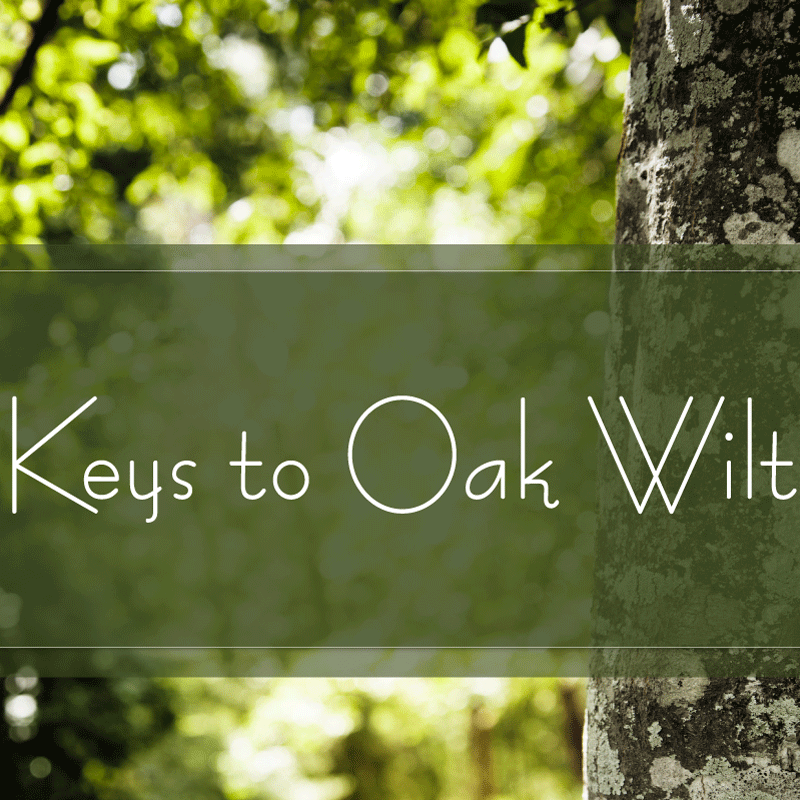 oak wilt