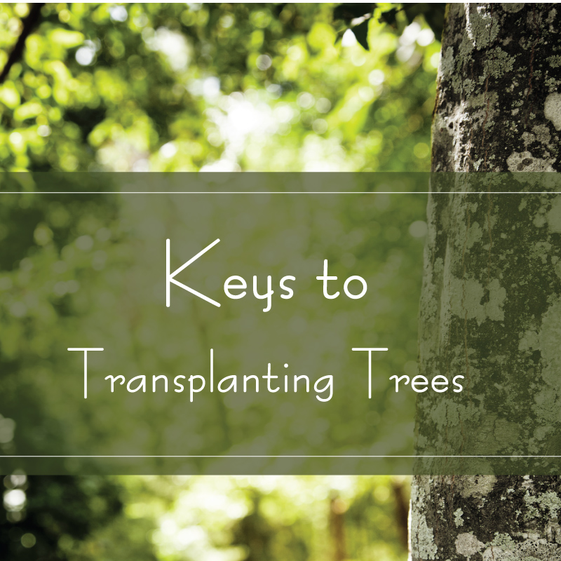 transplantarekey transplantarekey