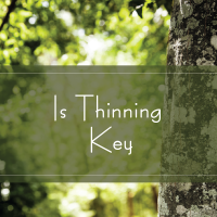 Is Thinning Key by TAK Is Thinning Key by TAK