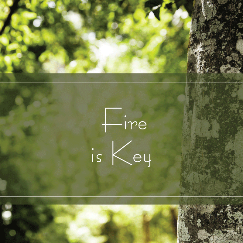 fireiskey fireiskey