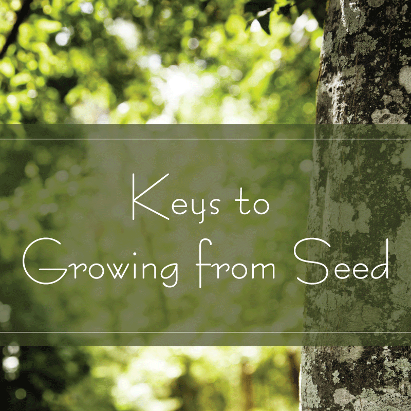 keys to growing from seed