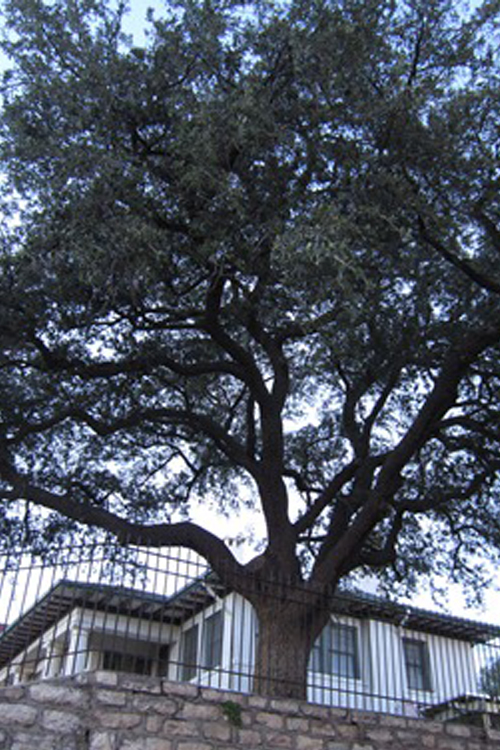 Burges Oak