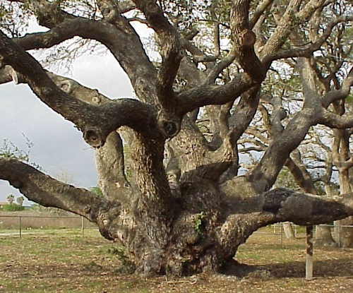 The Big Tree (Goose Island Oak)