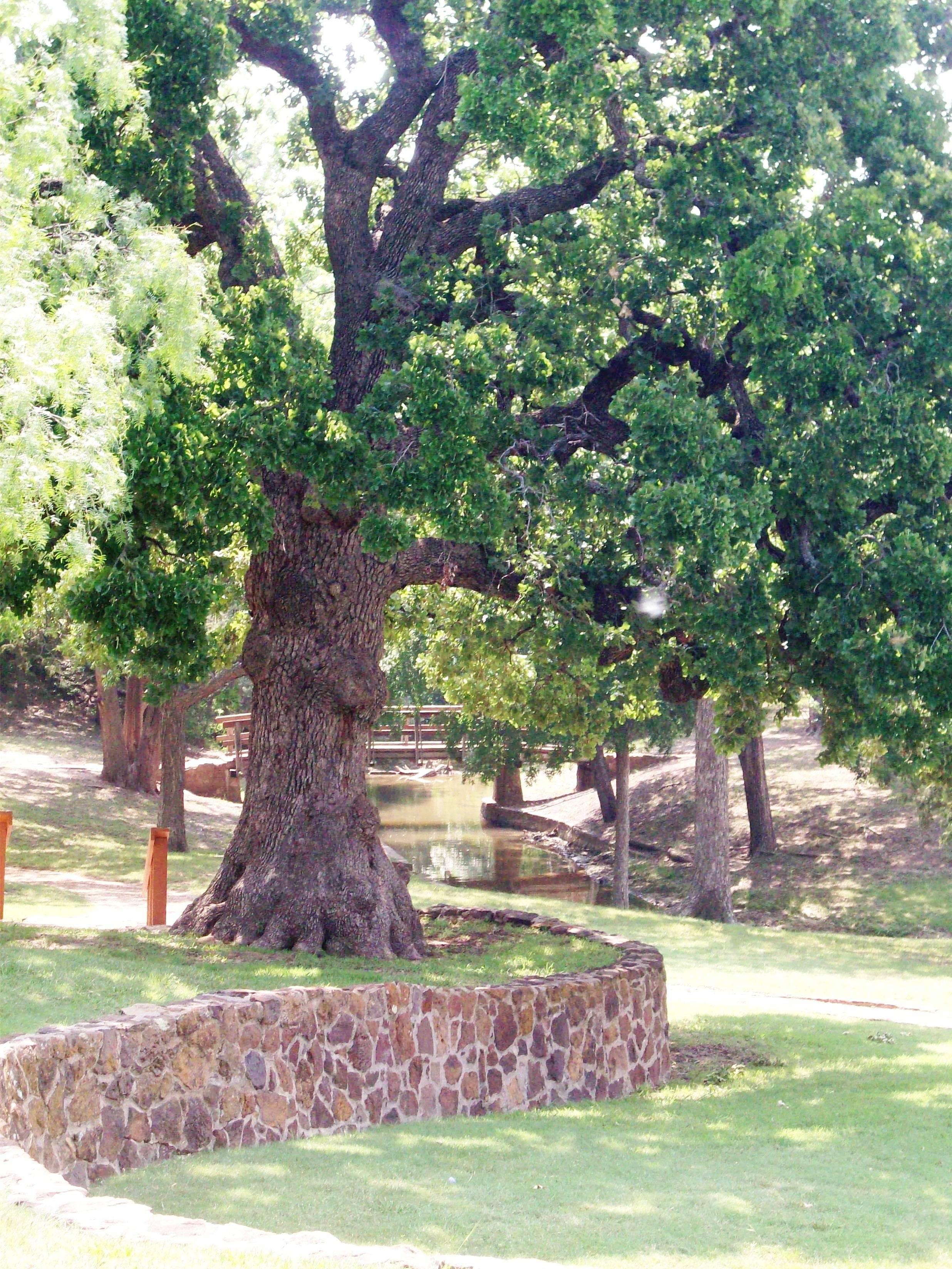 Houston Campsite Oak 2
