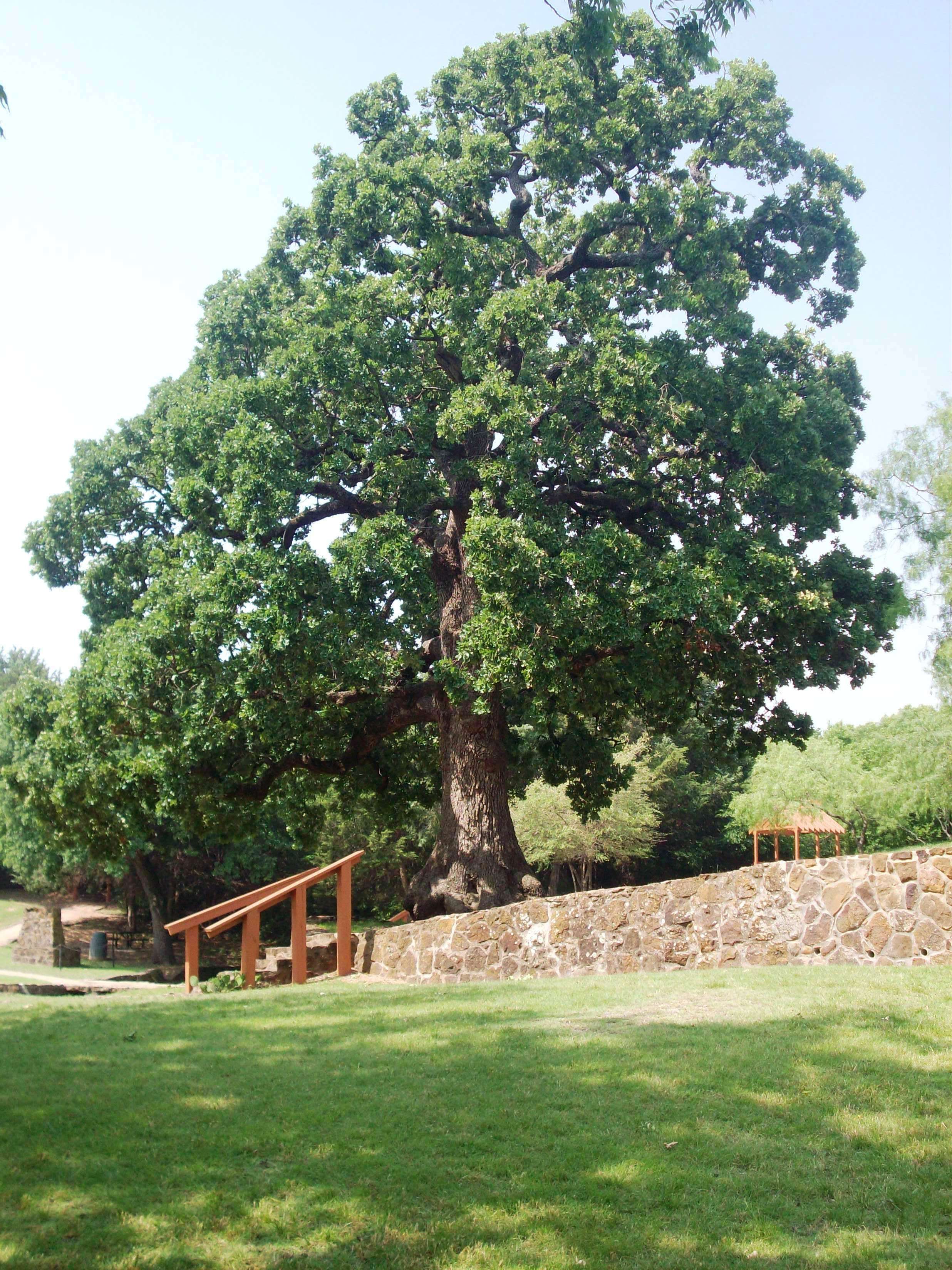 Houston Campsite Oak