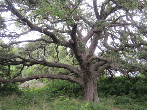Dueling Oak-recent
