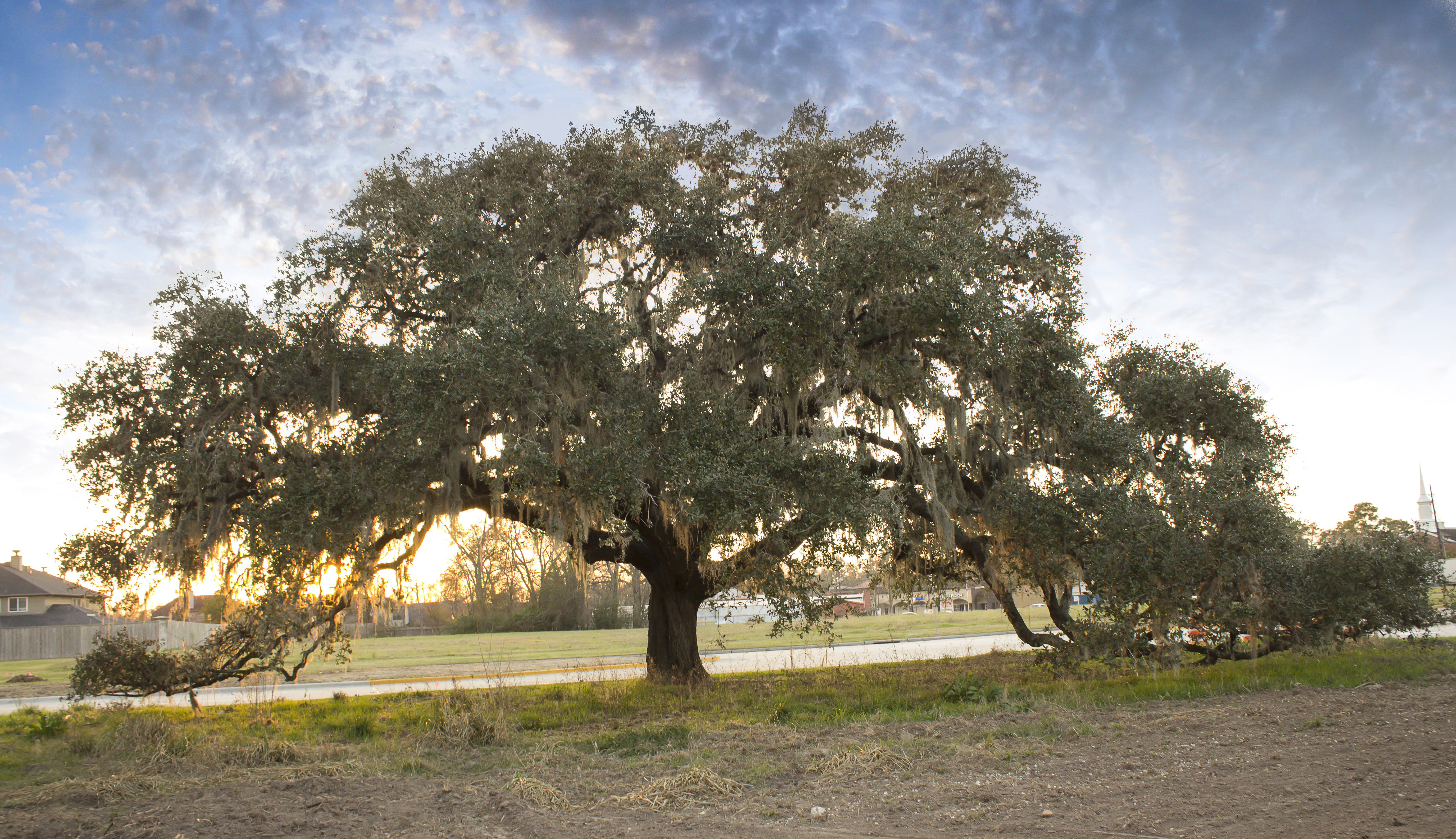 Kissing Oak-recent