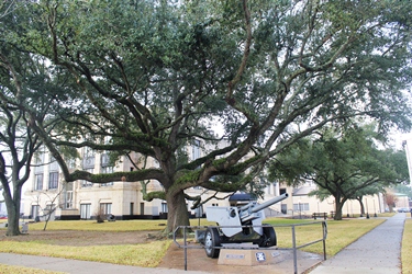 Liberty Courthouse Oak