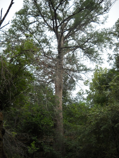 Old Baldy - recent