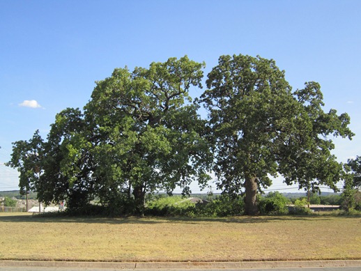 Parker Oaks Current
