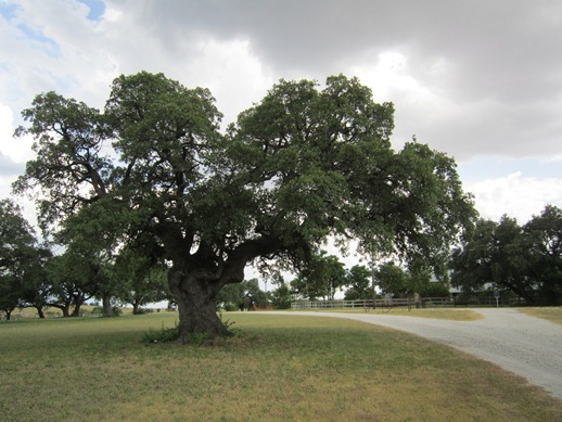 Tannahill Oak current