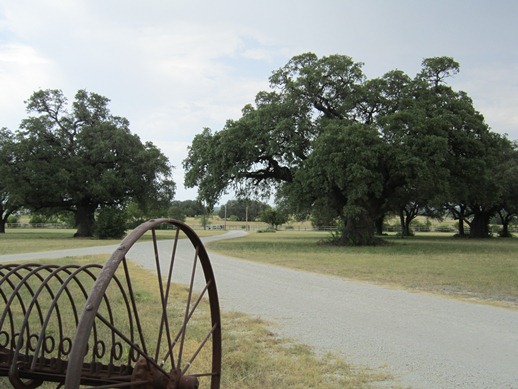 Tannahill Oak and drive to homestead