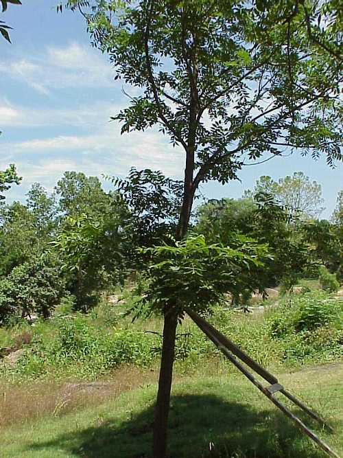 Castroville Pecan - recent